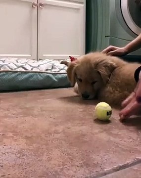 Ce chiot est entrain de devenir fou à cause d'une balle de tennis. Trop drôle !