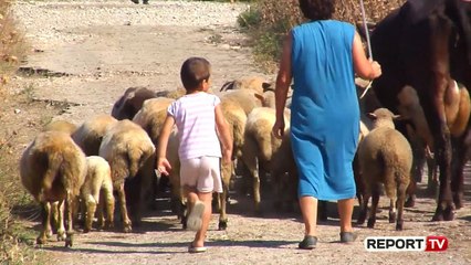 Gjirokastër/ Rikthehet sëmundja e plasjes tek kafshët, preken edhe tre persona në Përmet