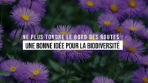 Ne plus tondre le bord des routes : une bonne idée pour la biodiversité