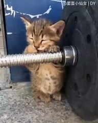 Ce chaton veut faire du sport. Trop drôle !