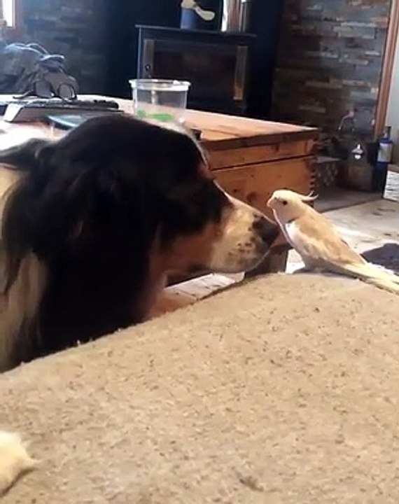 Quand une perruche essaie de converser avec un chien, voici ce que ça donne !
