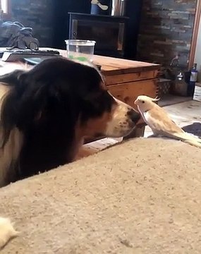 Quand une perruche essaie de converser avec un chien, voici ce que ça donne !