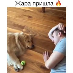 Un jeu très mignon entre un homme et son chien de compagnie !