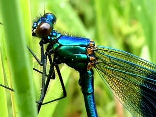 libellule bleu mâle,  en gros plan . Calopteryx splendens.