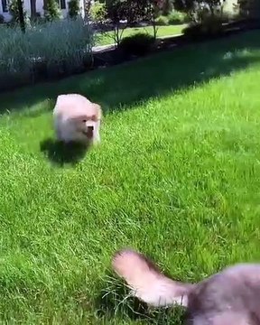 Un Golden Retriever qui adore sauter sur son papa. Trop mimi !