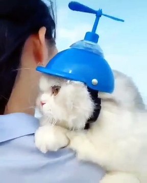 Le casque de ce chat va vous faire pleurer de rire. A voir !