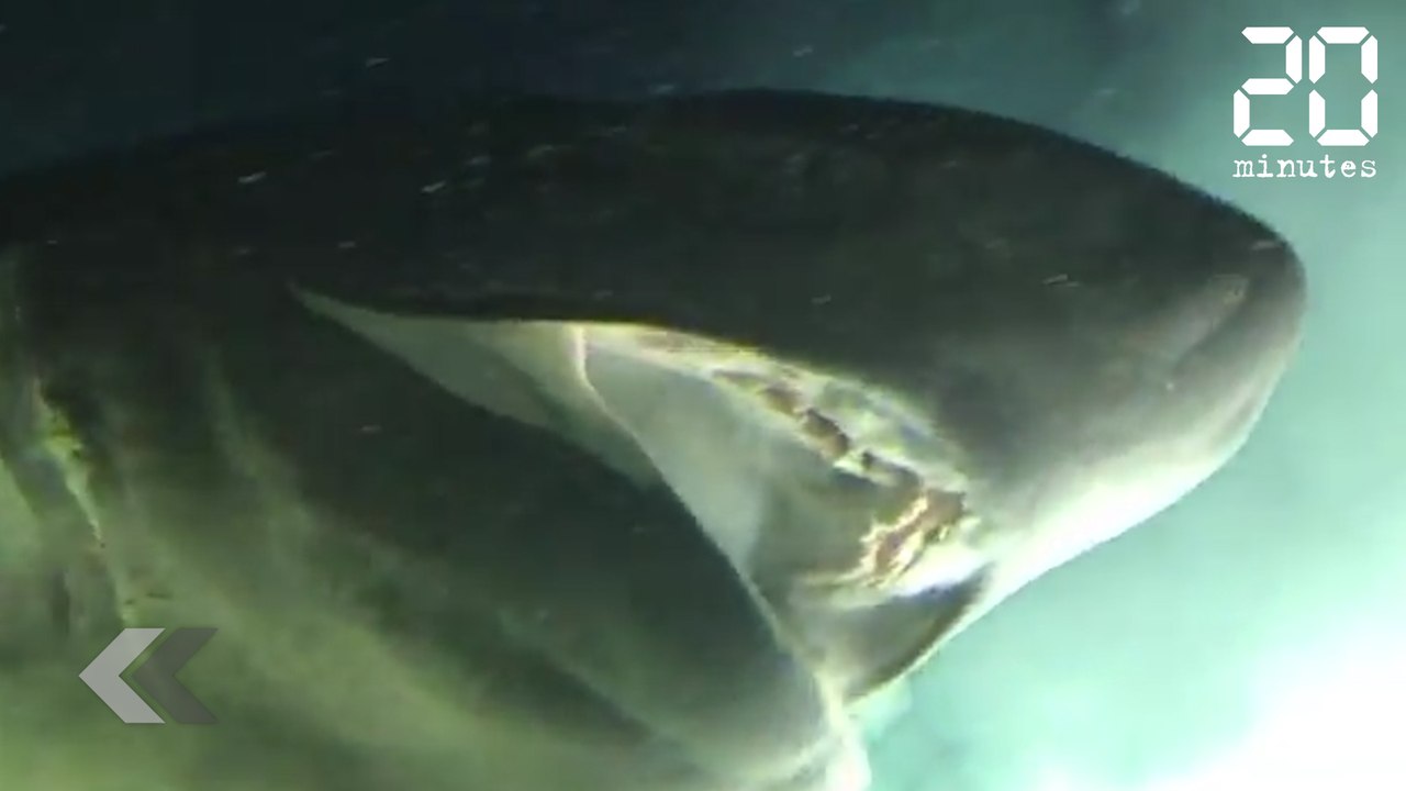 Ce requin est immense - Le Rewind du Jeudi 04 Juillet 2019