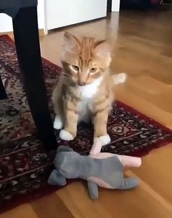 Cette chatte se comporte comme un vrai chien. Regardez ce qu'elle fait !