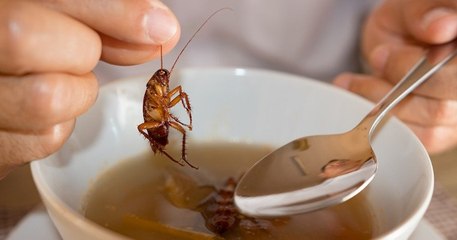 Les cafards deviennent de plus en plus résistants aux insecticides et pourraient devenir invicibles