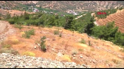 Hatay'da yanan araziler gelir getirici tür ağaçlar ile hayat buluyor