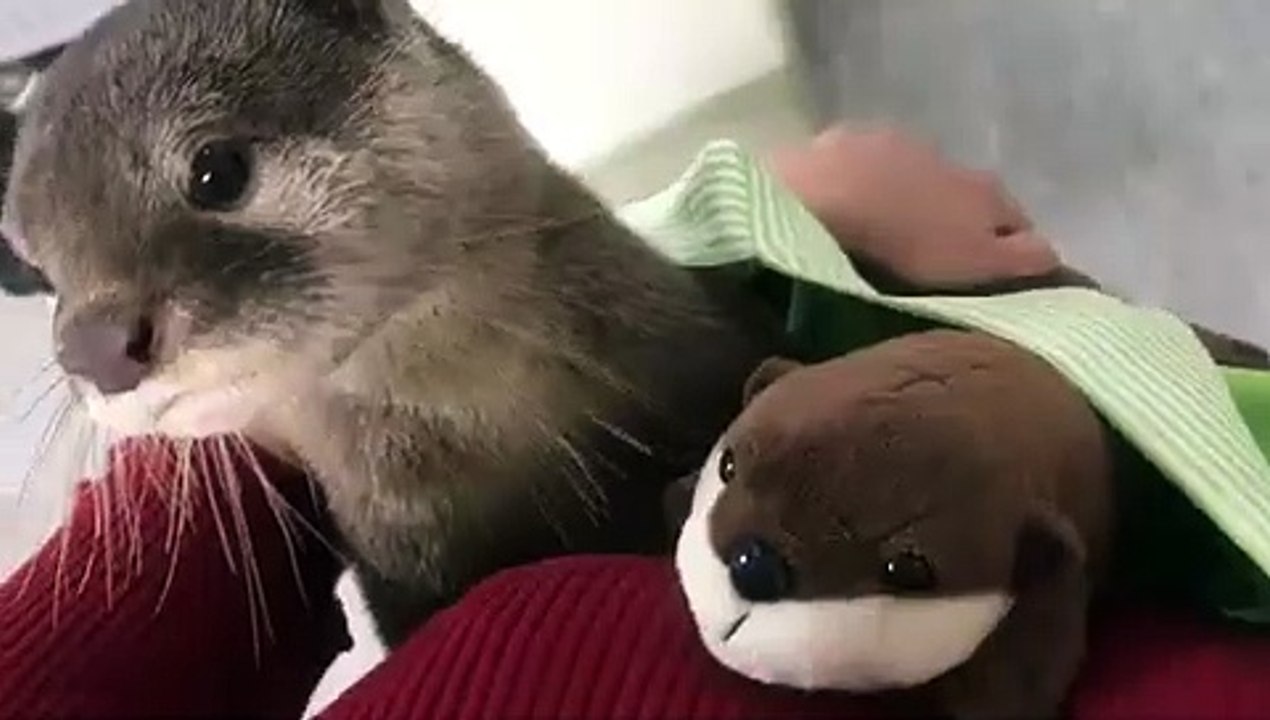 Ce bébé loutre est obsédé par sa peluche. Trop...