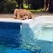 Ce chiot adore nager dans la piscine. Trop cute !