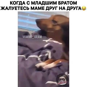 Quand un chien veut dénoncer la bêtise de son frère, voici ce qu'il fait. Trop marrant !