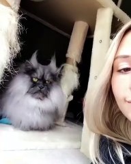 Ce chat déteste les cameras. Regardez ce qu'il fait !