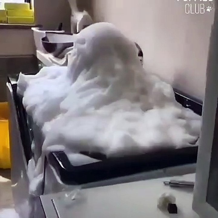 Ce chien prend des bains EXTRA moussants. Admirez le !