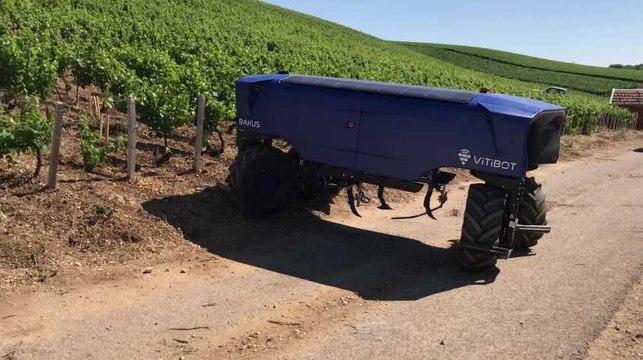 Le robot enjambeur Bakus fait ses premiers pas dans les vignes des Riceys
