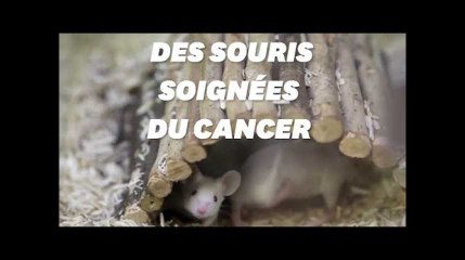 Des bactéries dirigées comme un cheval de Troie pour soigner le cancer