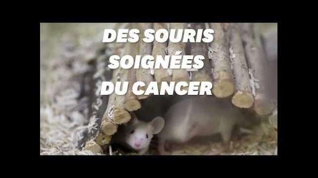 Des bactéries dirigées comme un cheval de Troie pour soigner le cancer