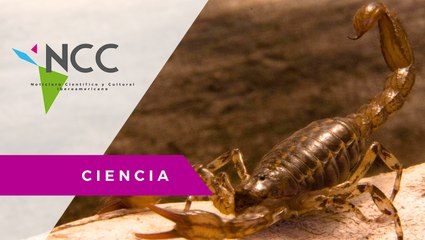 Los ojos laterales de los escorpiones sí son funcionales