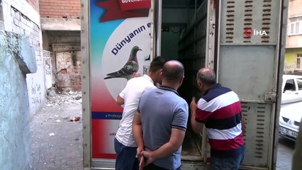 500 Bin Liralık Güvercinlerin 700 Kilometrelik Yolculuğu