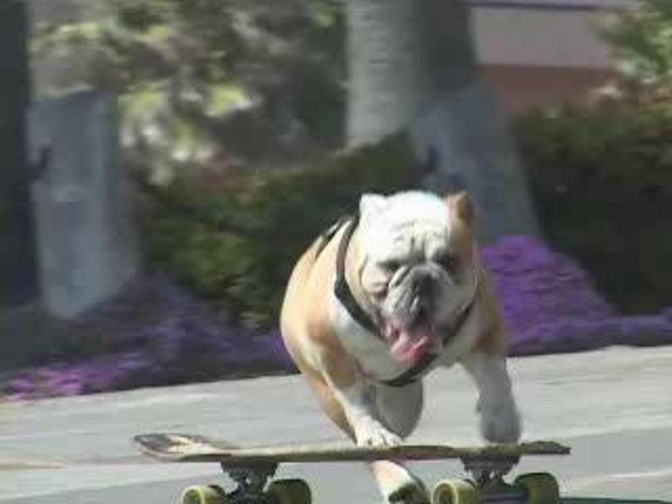 chien-skate-dog