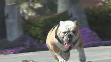 chien-skate-dog