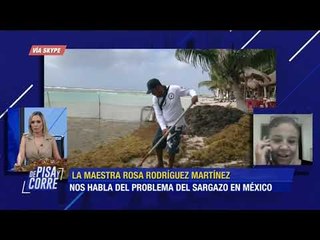 ¿Por qué se produce más sargazo? La académica Rosa Rodríguez habla | De Pisa y Corre