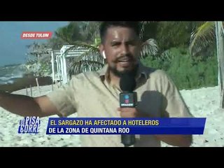 ¿Cómo son afectadas las tortugas por el sargazo? ¿Y el turismo? | De Pisa y Corre