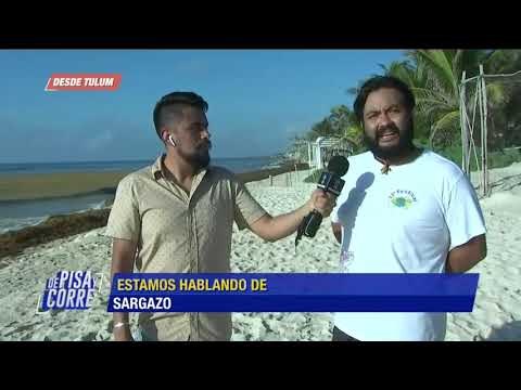 ¿Cuál es el panorama completo del sargazo en México? | De Pisa y Corre