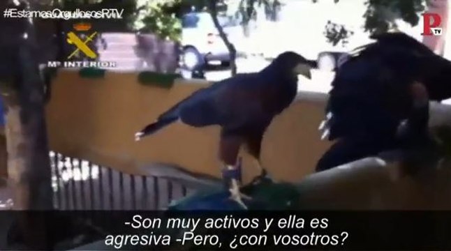 Bisontes, lobos árticos, zarigüeyas... ¿Qué peligros entraña tener uno de estos animales como mascota?