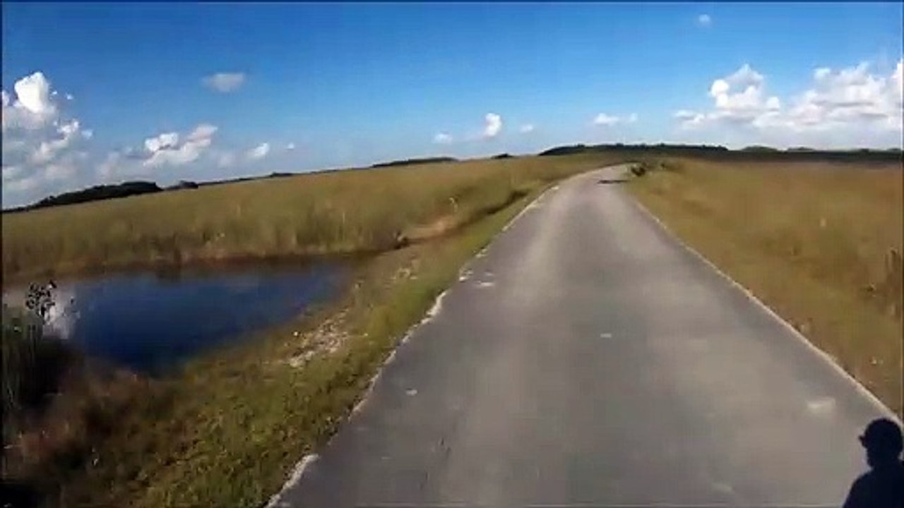 Ce cycliste croit voir un tronc d'arbre sur la route... C'est en fait un joli crocodile