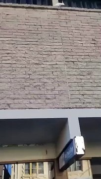 Ce cacatoès déteste les pics anti-oiseaux