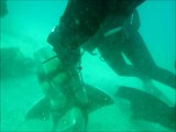 Un requin vient demander de l'aide à un plongeur