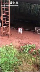 Belgian Malinois, Amazing Athletes!