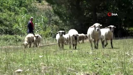 Bu koyunların doğmamış kuzuları bile satılıyor