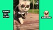 Tik Tok Pets  Funny Cute Animals #35