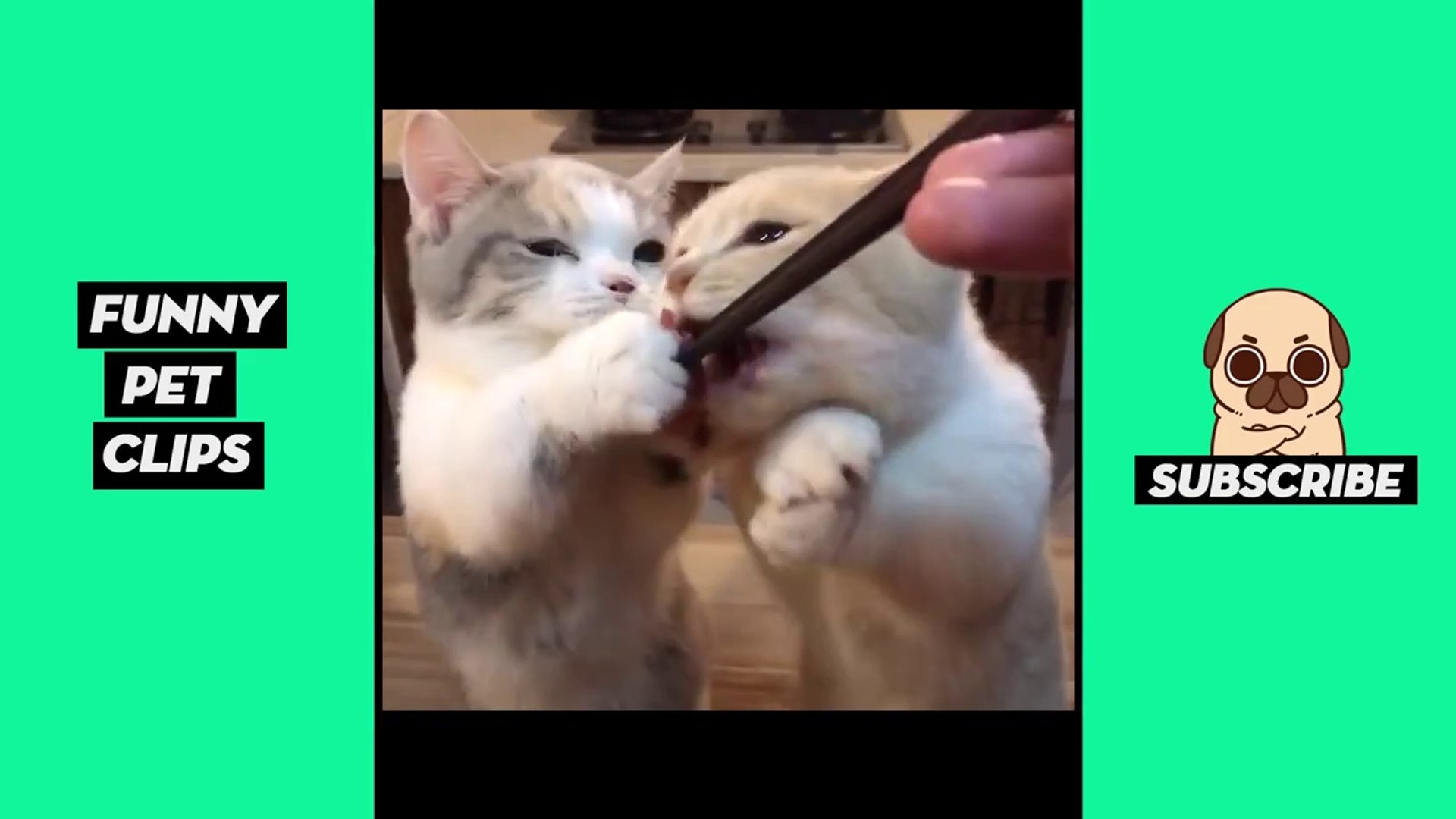 Tik Tok Pets  Funny Cute Animals #38