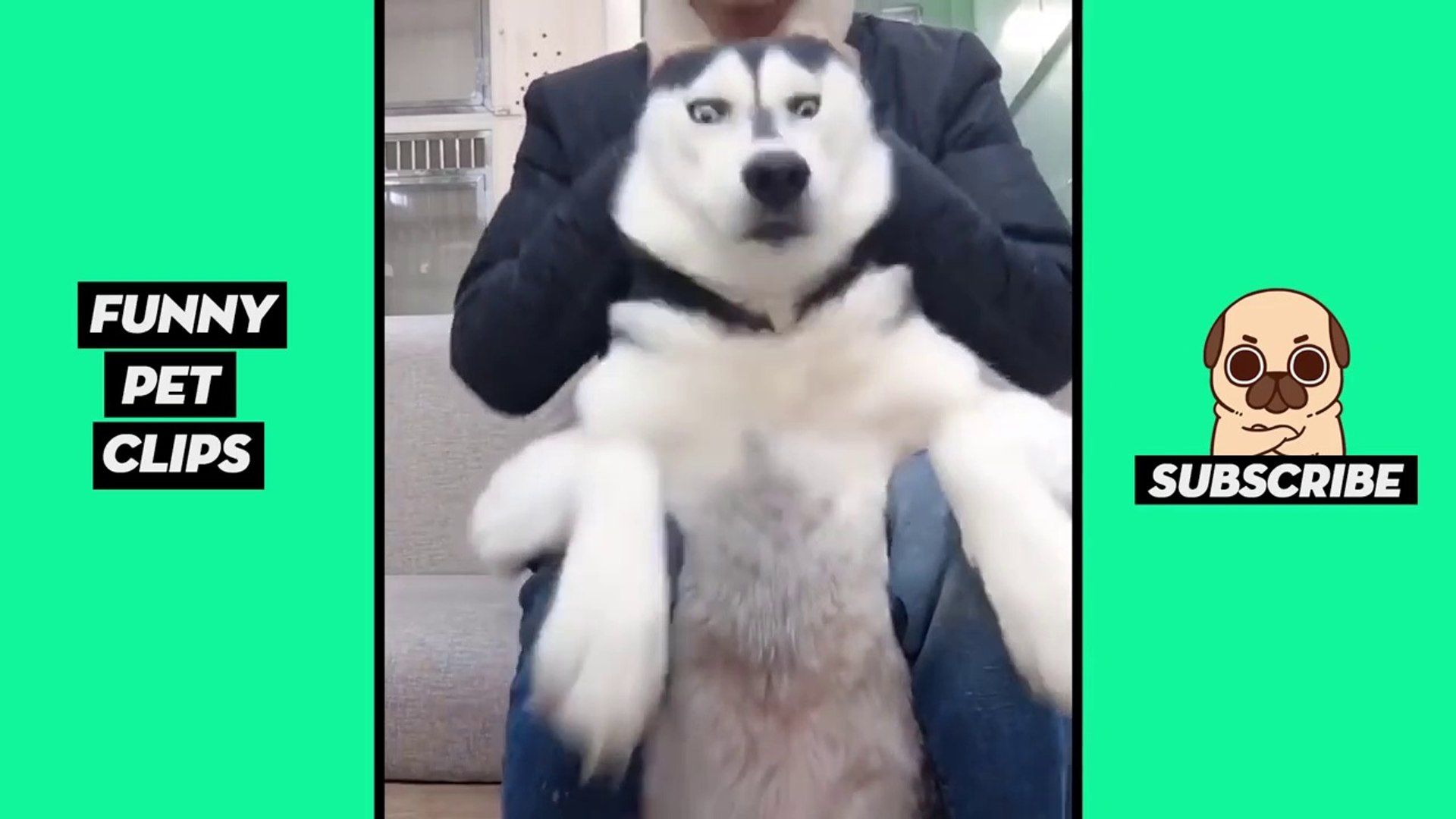 Tik Tok Pets  Funny Cute Animals #39