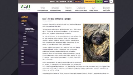 Descargar video: Zoo Celebrates Birth Of Adorable Linne's Two-Toed Sloth