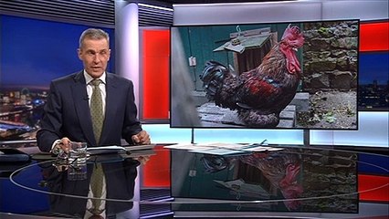 The case of Maurice the noisy cockerel reaches a court in France