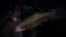 MCH 121 WHAT YOUR FISHING FOR FIVE.