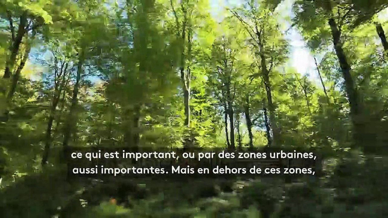 "C’est la meilleure solution face au réchauffement climatique" : un chercheur veut planter des milliards d’arbres pour sauver la planète