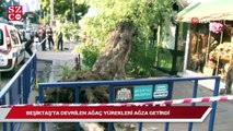 Beşiktaş’ta 50 yıllık akasya ağacı kafelerin üzerine devrildi!