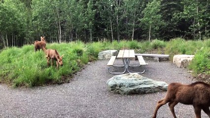 Four Moose Calves Stroll Past