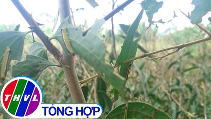 THVL | Hơn 100 héc-ta tràm ở Hậu Giang bị sâu ăn lá tấn công