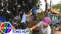 THVL | Sầu riêng rớt giá mạnh do Trung Quốc ngưng thu mua tại Lâm Đồng