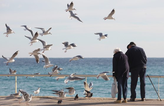 Mouettes ou goélands