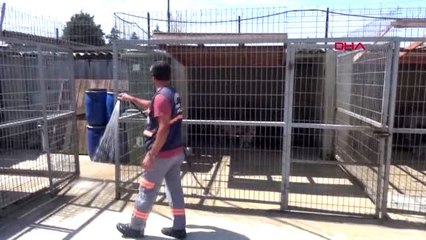 EDİRNE 'Sokak hayvanlarına su verin' çağrısı