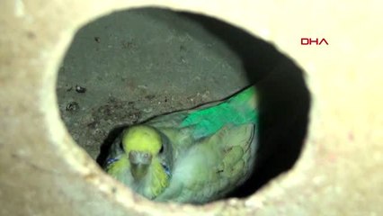 BİTLİS Kayak antrenörünün kuş hobisi