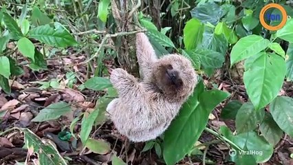 Ce bébé paresseux nous offre son plus beau sourire